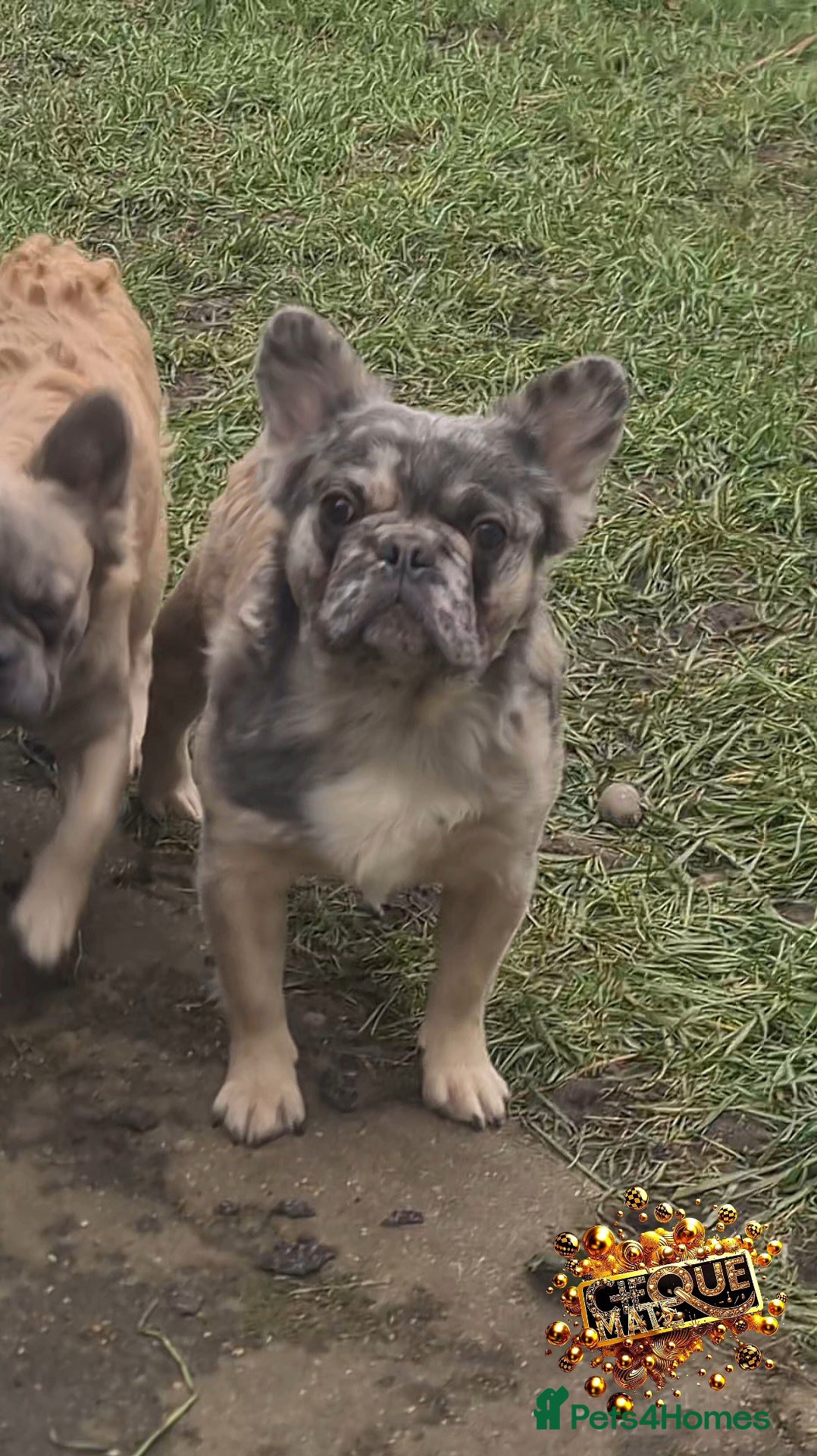 French Bulldog dogs ♟️ Cheque Mate – Elite Fluffy Frenchie Stud ✨ - Advert 14