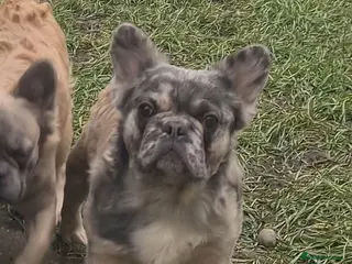 French Bulldog dogs ♟️ Cheque Mate – Elite Fluffy Frenchie Stud ✨ - Advert 14