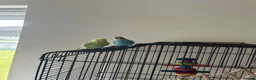 Budgerigars birds for sale: Super friendly, hand-tamed, mixed pair of Budgies in Newport - Advert 5