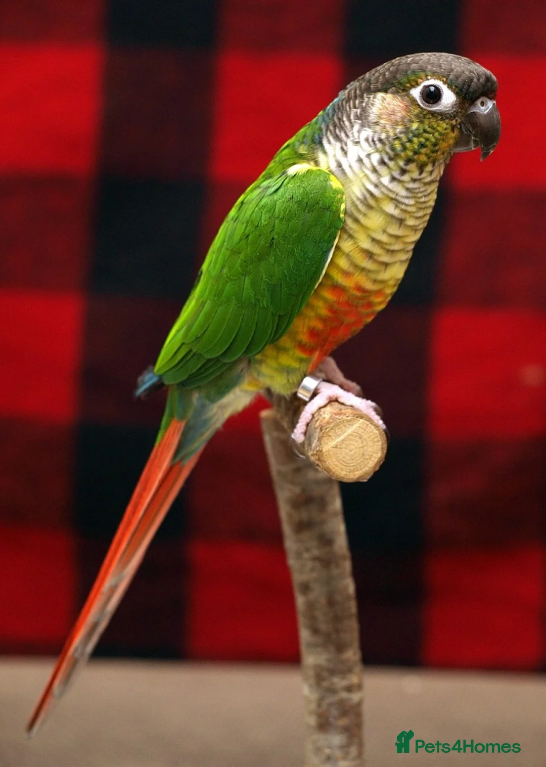 Conures birds for sale: Conures for sale  - Advert 2