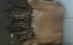 Presa Canario dogs for sale: Working presa canario - Image 1