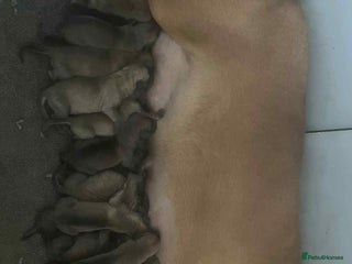 Presa Canario dogs - Advert 9