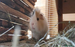 Guinea Pig rodents for sale: Male Guinea Pig - Image 7