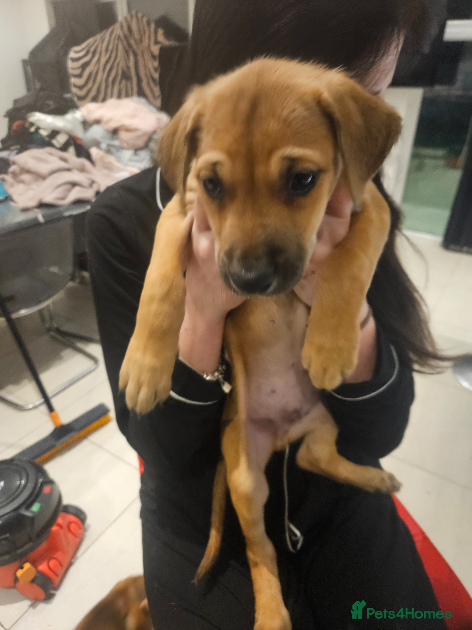 Rhodesian Ridgeback dogs Beautiful ridgeback puppies  - Advert 3