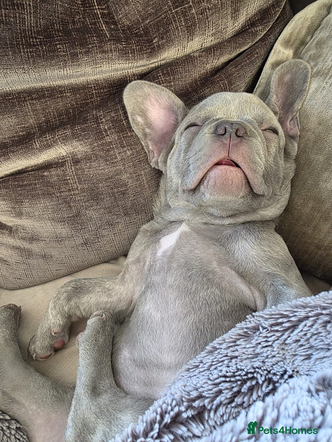 French Bulldog dogs for sale: Ralphie 12 week old French Bulldog - Image 2