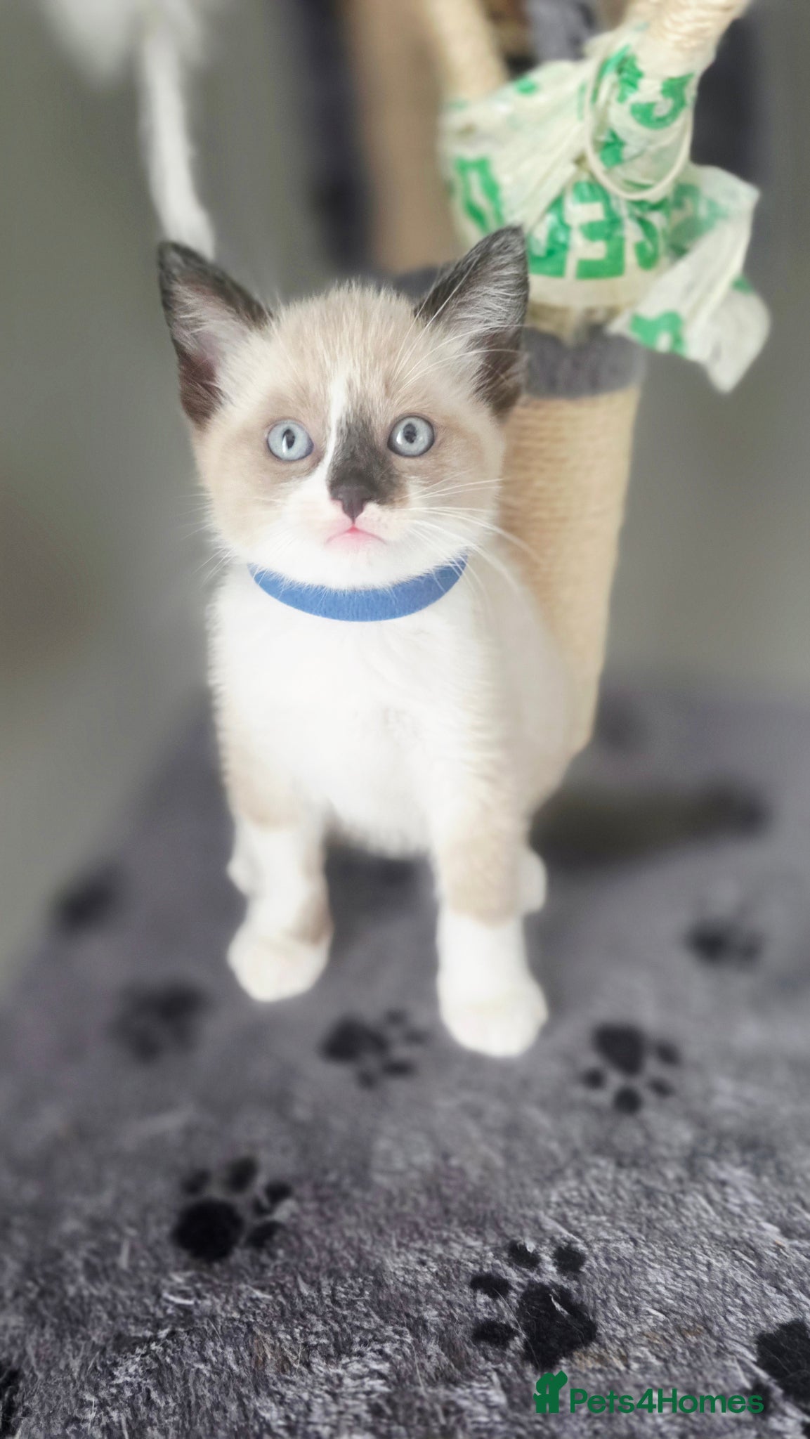 Ragdoll cats Gorgeous Ragdoll Kittens – 2 Boys, 2 Girls - Advert 6