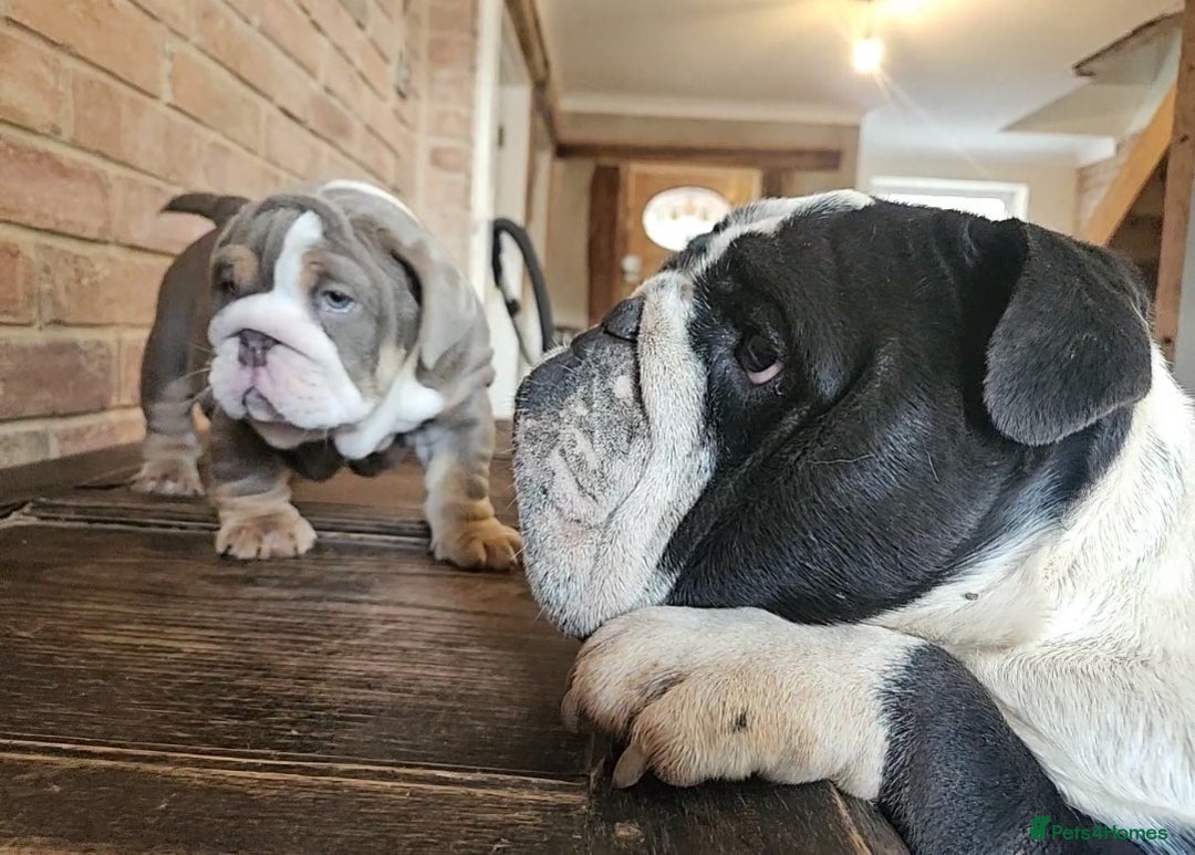 English Bulldog dogs for sale: Outstanding KC English Bulldogs, Top Quality Pups - Image 6