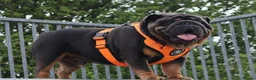 English Bulldog dogs for stud: PROVEN KC Blue & Tan Bulldog for Stud - Advert 4