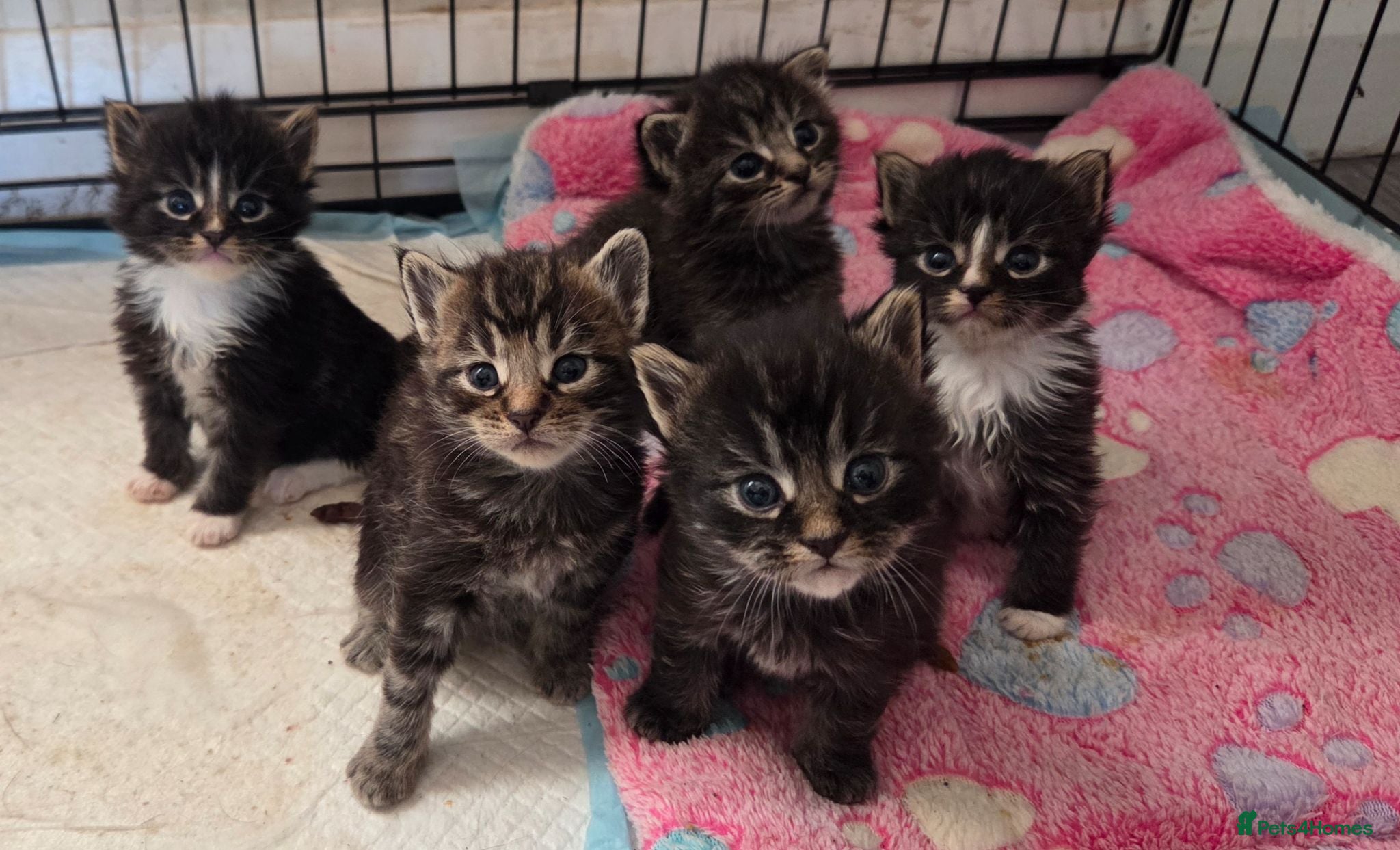 Maine Coon cats Stunning Full Maine Coon Kittens - Advert 16