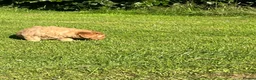 Labradoodle dogs for sale: Gorgeous healthy vet checked labradoodle puppies - Advert 7