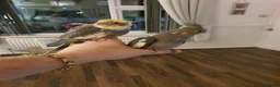 Cockatiels birds for sale: Beautiful baby hand reared cockateils. - Advert 2