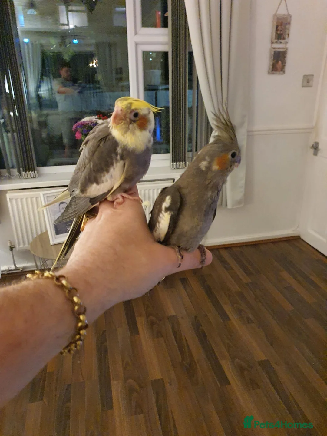 Cockatiels birds for sale: Beautiful baby hand reared cockateils. - Advert 2