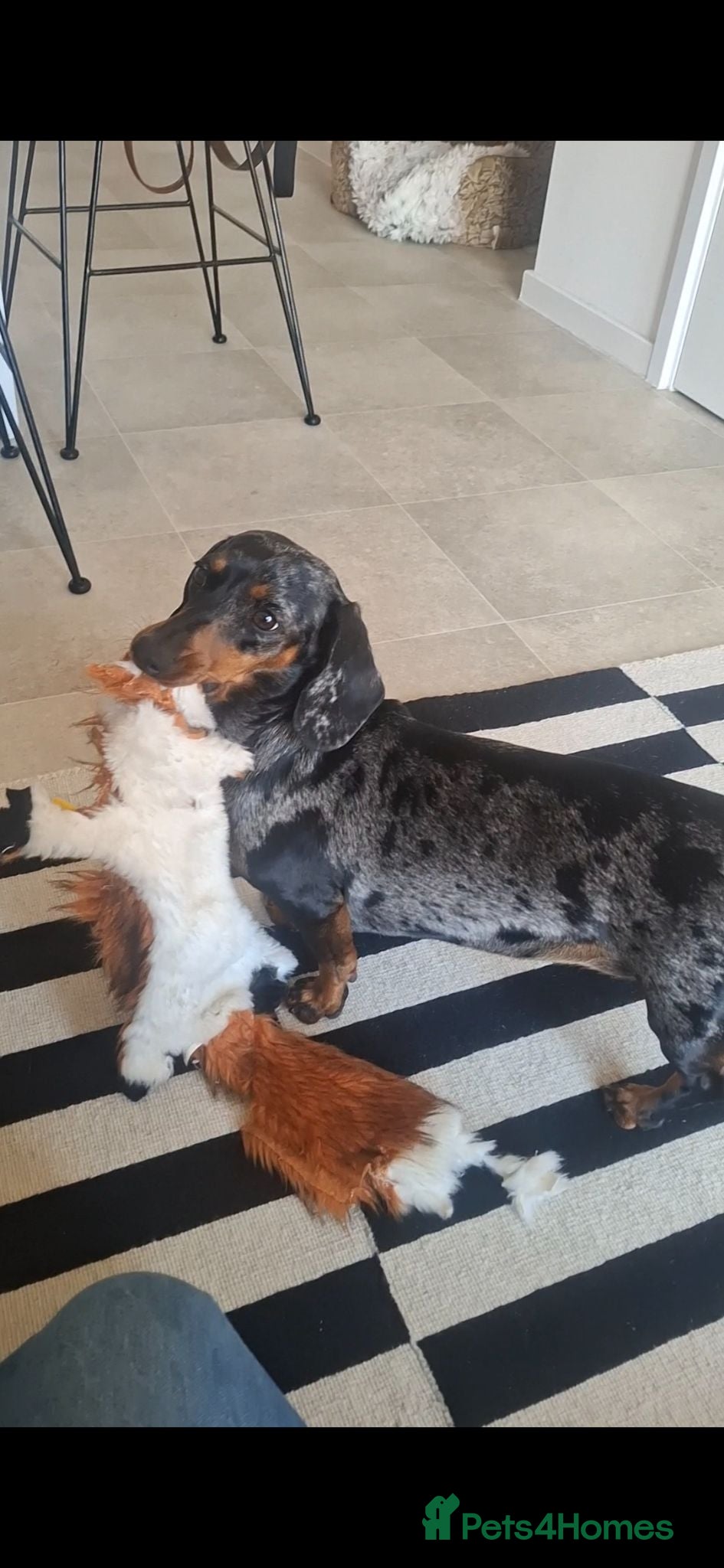Dachshund dogs Silver Dappled Dachshund Female - Advert 5