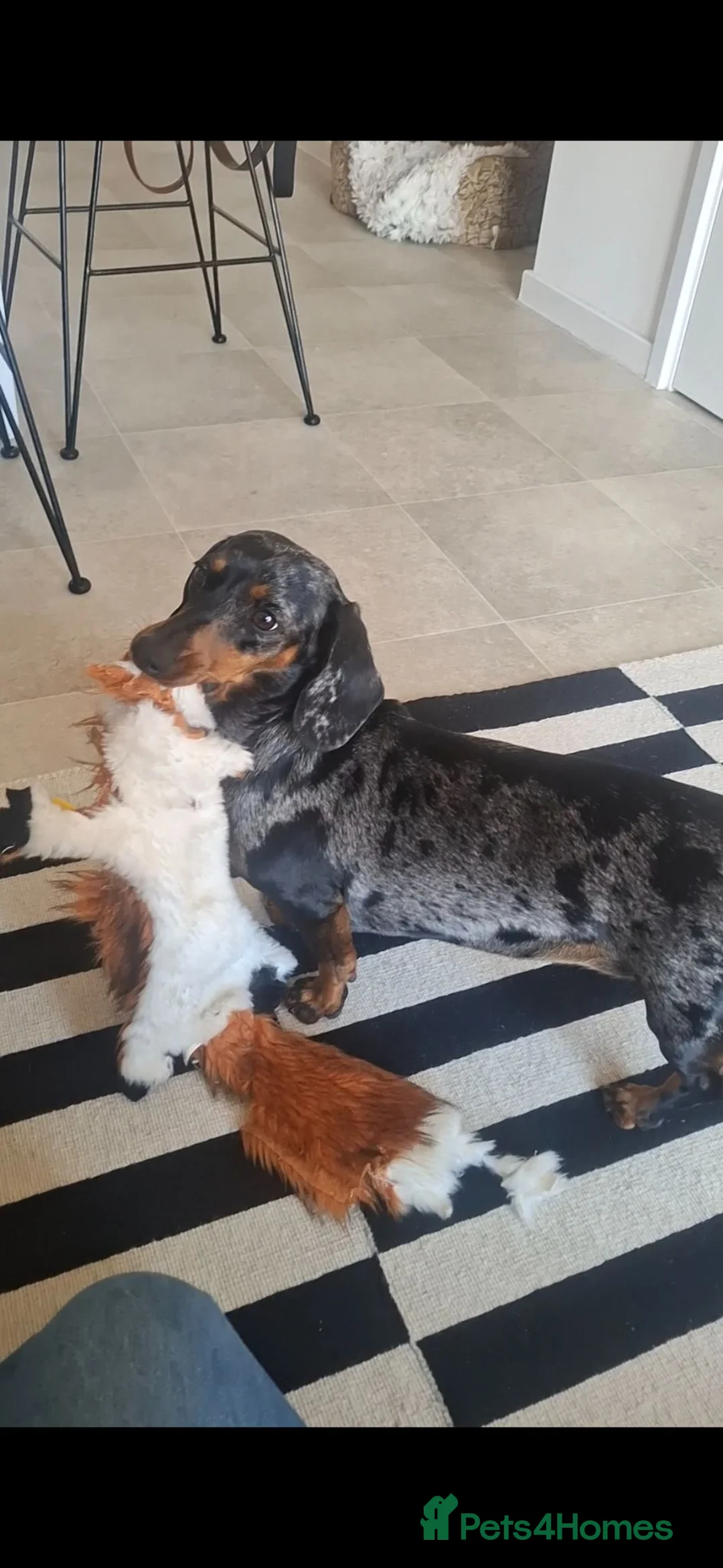 Dachshund dogs for sale: Silver Dappled Dachshund Female - Advert 1