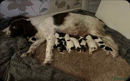 English Springer Spaniel dogs for sale: **SPRINGER SPANIEL, health tested** - Image 7