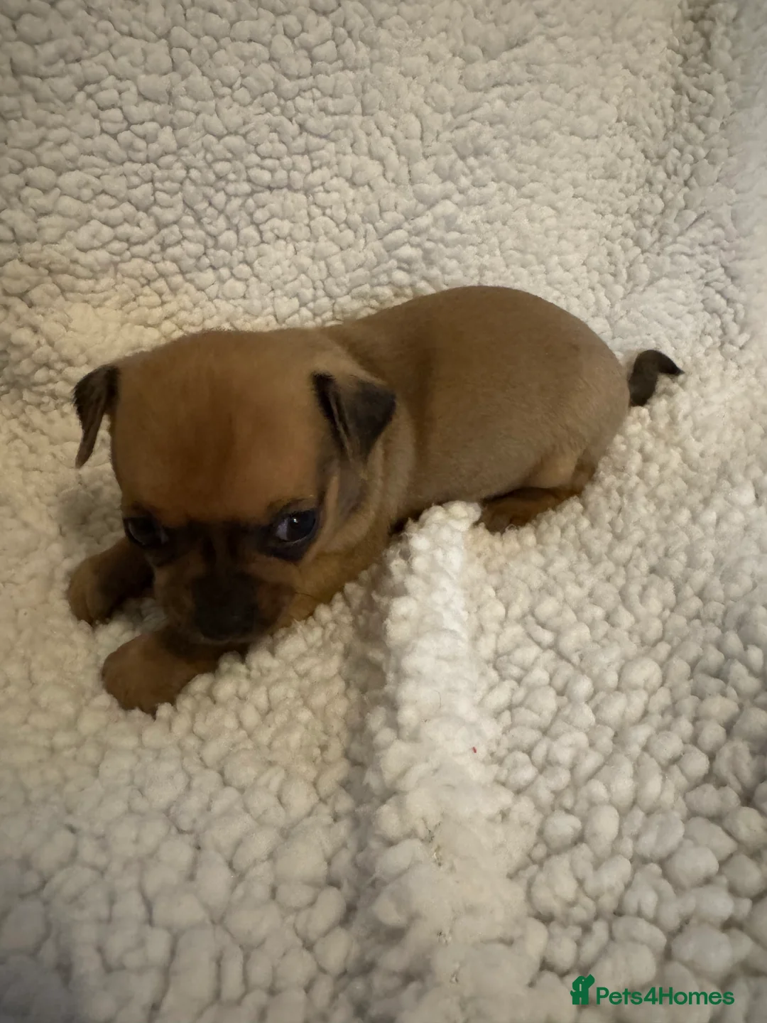 Chihuahua dogs for sale: 1 girl 1 boy  - Advert 3