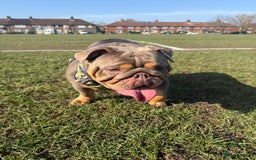 English Bulldog dogs for sale: Female 3 years old  - Image 4