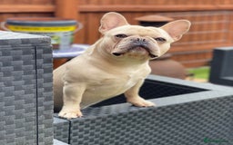 French Bulldog dogs for stud: 🌟🔥LILAC PLATINUM KC REG FRENCH BULLDOG STUD🔥🌟 in Uxbridge - Image 3