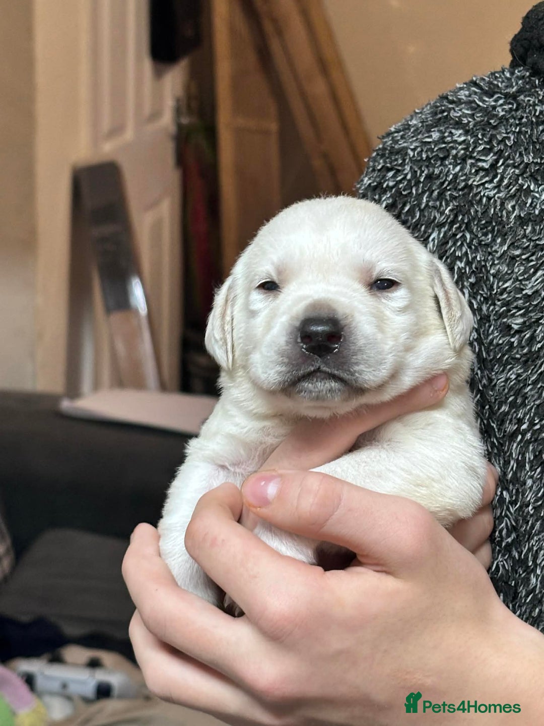 Labrador Retriever dogs for sale: Kc registered labrador  - Advert 11