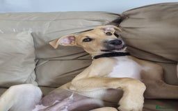 Mixed Breed dogs for sale: Woody  - Image 2