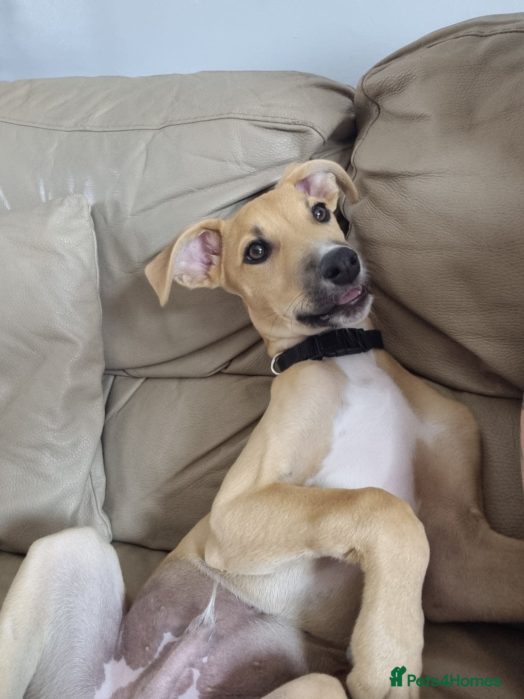 Mixed Breed dogs for sale: Woody  - Image 2