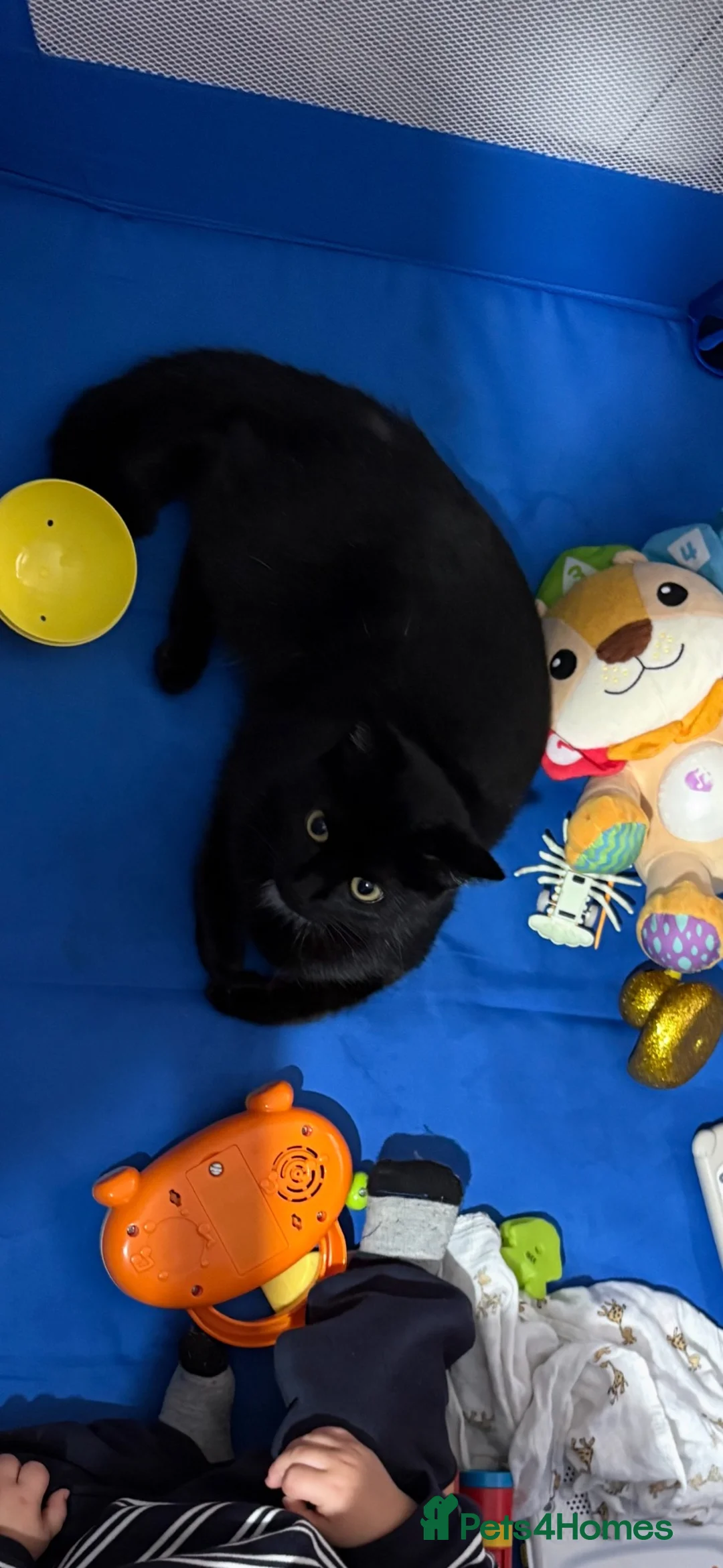 British Shorthair cats for sale: 3 Black British shorthair cats  - Advert 2
