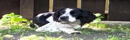 Mixed Breed dogs for adoption: Connor our playful, happy Spaniel mix!   in Boston - Advert 9