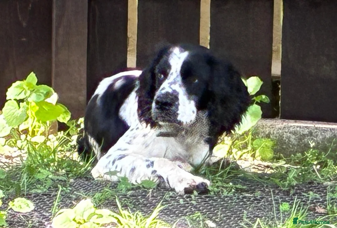 Mixed Breed dogs for adoption: Connor our playful, happy Spaniel mix!   in Boston - Advert 9