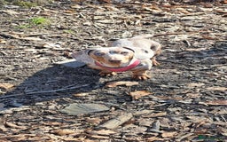Dachshund dogs for sale: Beautiful Dachshund Puppies REDUCED  - Image 21