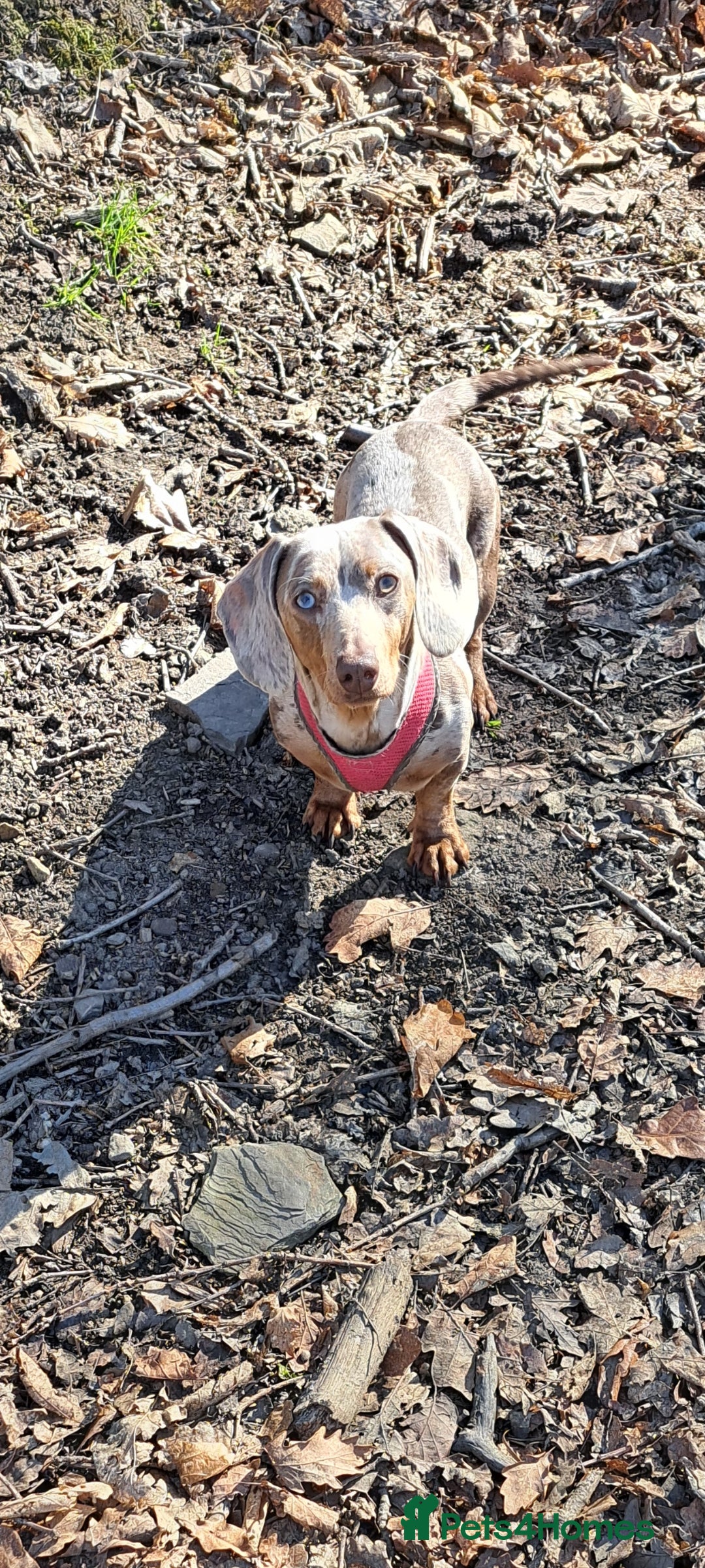 Dachshund dogs for sale: Beautiful Dachshund Puppies REDUCED  - Image 21