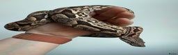 Boa Snake reptiles for sale: Dumerils Boa - Advert 2