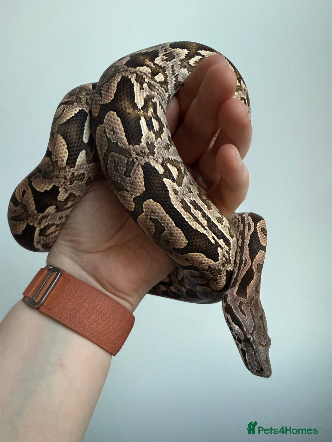 Boa Snake reptiles for sale: Dumerils Boa - Advert 2
