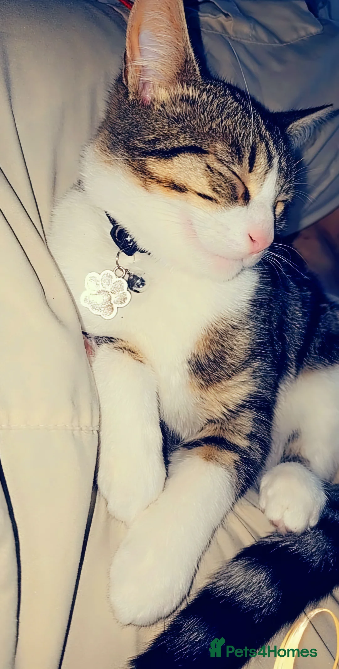 Mixed Breed cats for sale: Roxy and romeo - Advert 2