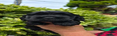 Cocker Spaniel 3