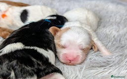 Toy Poodle dogs for sale: 🖤CAVAPOO BABIES🖤TESTED PARENTS! - Advert 6