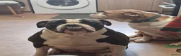 Alapaha Blue Blood Bulldog dogs for sale: Alapaha bulldog in need of forever loving home - Advert 5