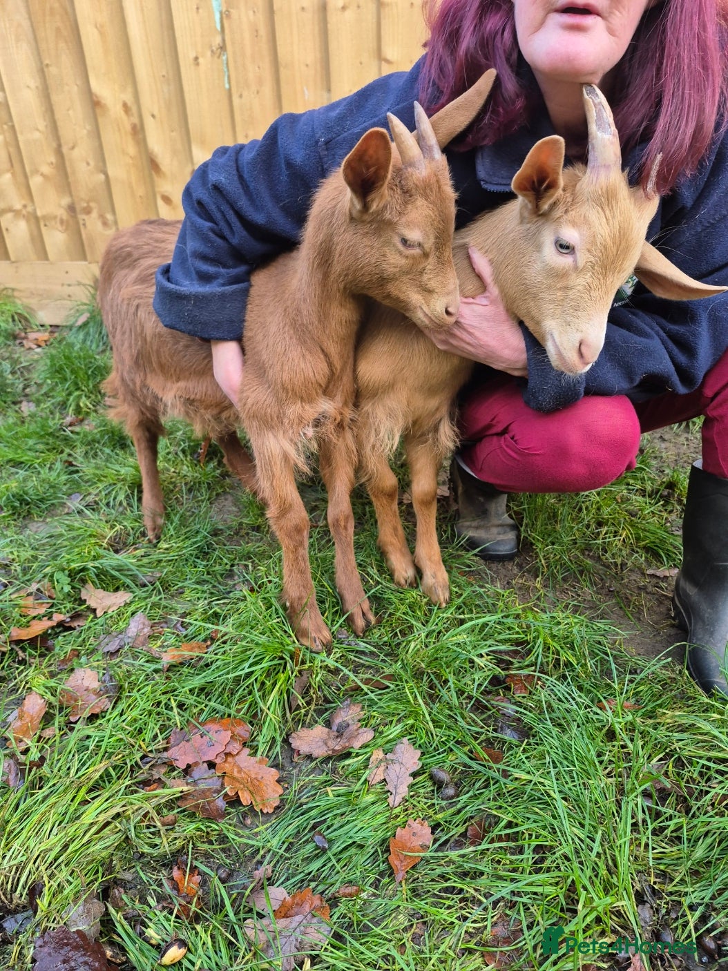 Goats livestock Super Friendly British Guernsey Goat Kids - Advert 12