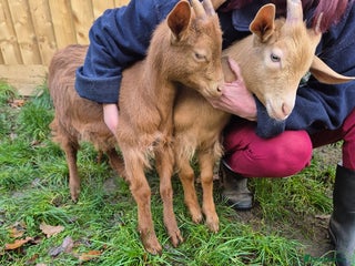 Goats livestock for sale - Advert 1