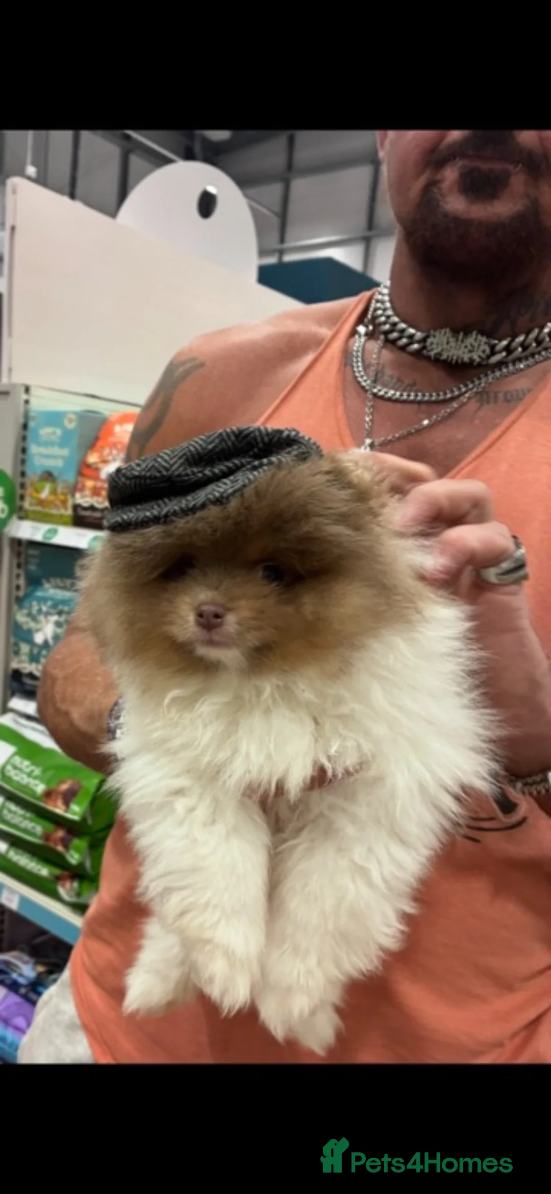 Pomeranian dogs for sale: Rare! Lilac & Tan Parti Teddy Bear Pomeranian - Advert 9