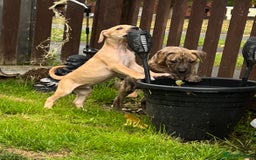 Staffordshire Bull Terrier dogs for sale: Beautiful Staffy pups - Image 6