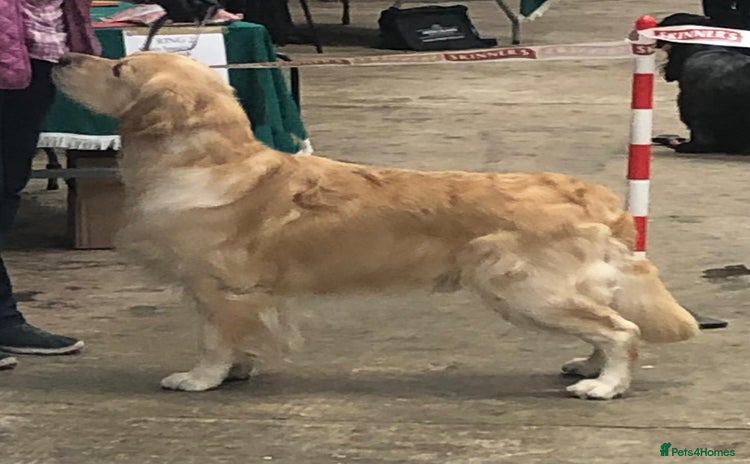 Golden Retriever dogs Cesarka Golden Retrievers in Conwy - Advert 1