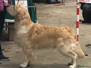 Golden Retriever dogs Cesarka Golden Retrievers in Conwy - Advert 6
