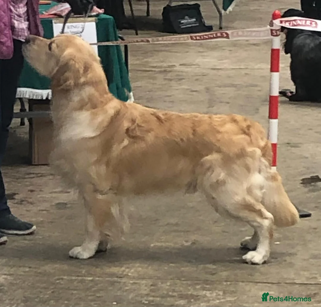Golden Retriever dogs for stud: Cesarka Golden Retrievers in Conwy - Advert 2
