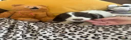 Sprocker dogs for sale: Sprocker spaniel puppies - Advert 9
