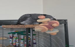 Parrots birds for sale: Timneh african grey  - Image 5