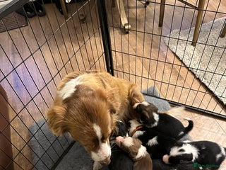 Border Collie dogs Boarder collie pups - Advert 1