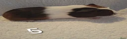 Guinea Pig rodents for sale: Beautiful Baby guineas ready now ♥️ - Advert 5