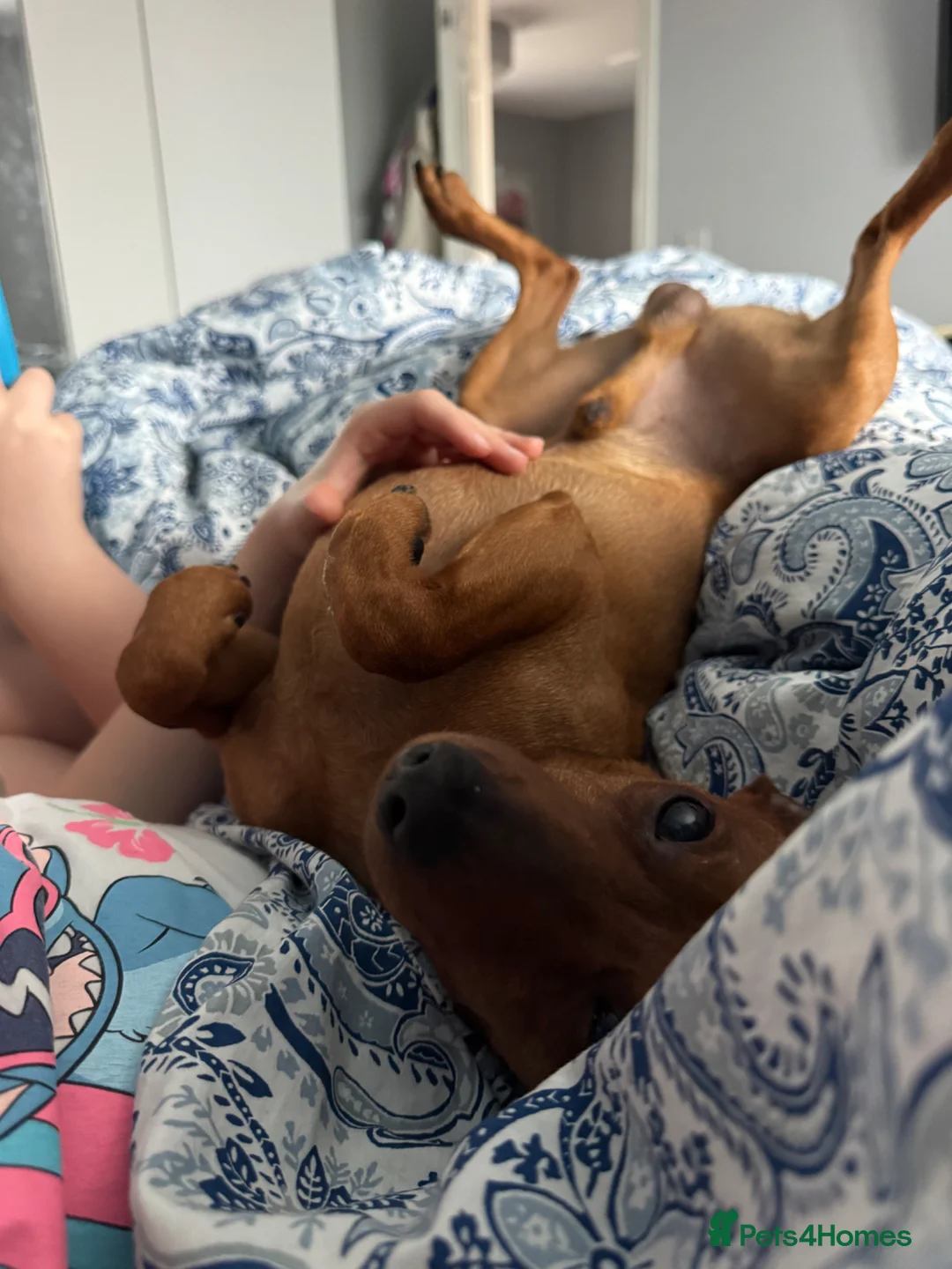 Miniature Pinscher dogs for sale: Blue Miniature Doberman Pinscher Stag Red  - Advert 2