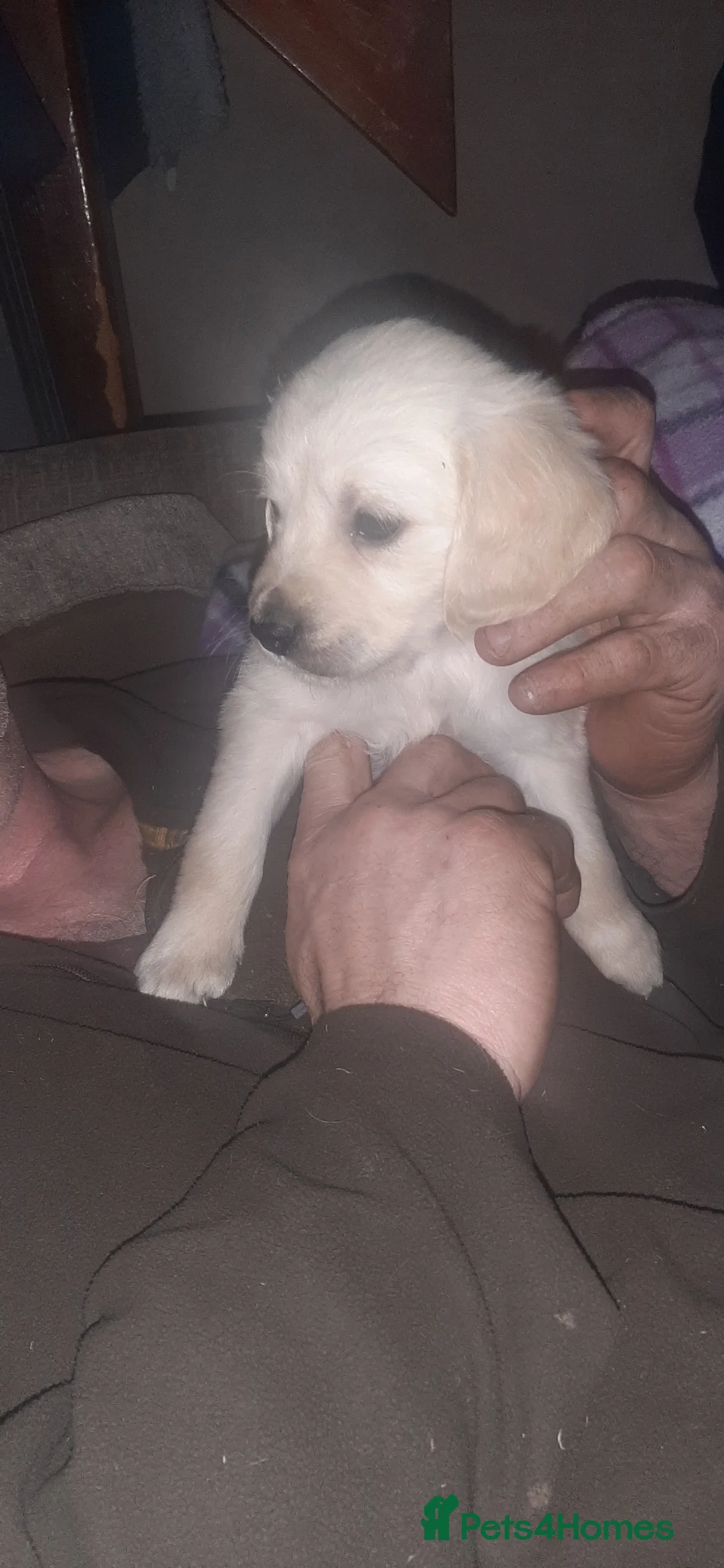 Golden Retriever dogs for sale: beautiful Cream golden retrievers - Advert 2