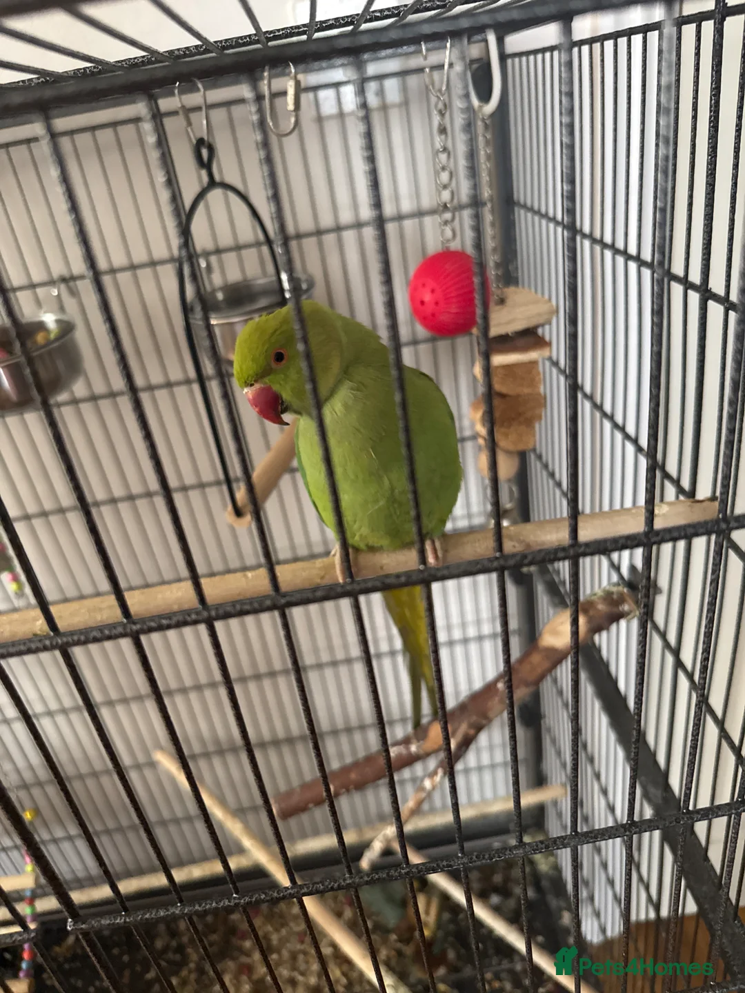 Parrots birds for sale: Indian ring neck parrot  - Advert 1